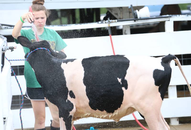 Hannah McNelis washes down her dairy calf during the La Salle County 4-H Fair on Thursday, July 11, 2024 in Ottawa.