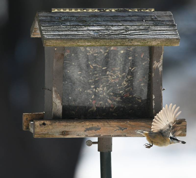 A rosebreasted nutchatch snatches a sunflower seed and flies from a bord feeder in Oregon. After several days of clouds and fog, the Ogle County area was treated to a day of sunshine on Tuesday. More winter weather was forecast for the weekend.