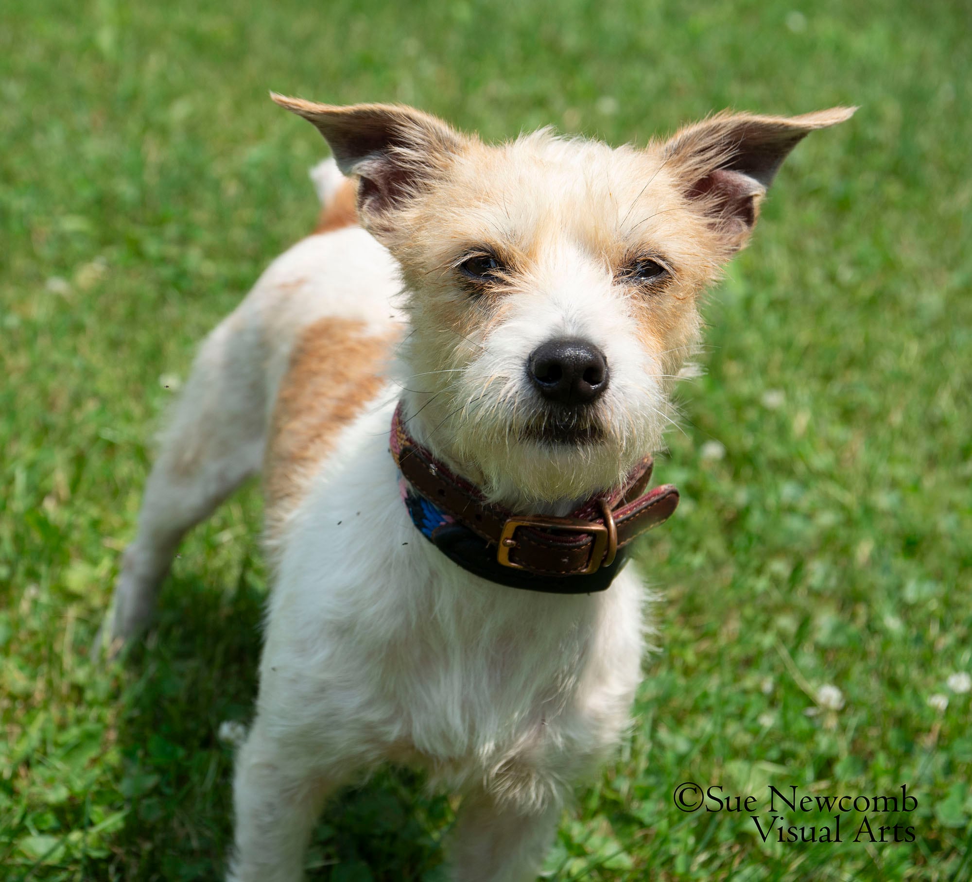 Summer is sweet and quite mellow. She is approximately 3 years old and possibly a Jack Russell Terrier mix. Contact the Will County Humane Society at willcountyhumane.com and follow the instructions for the adoption process.