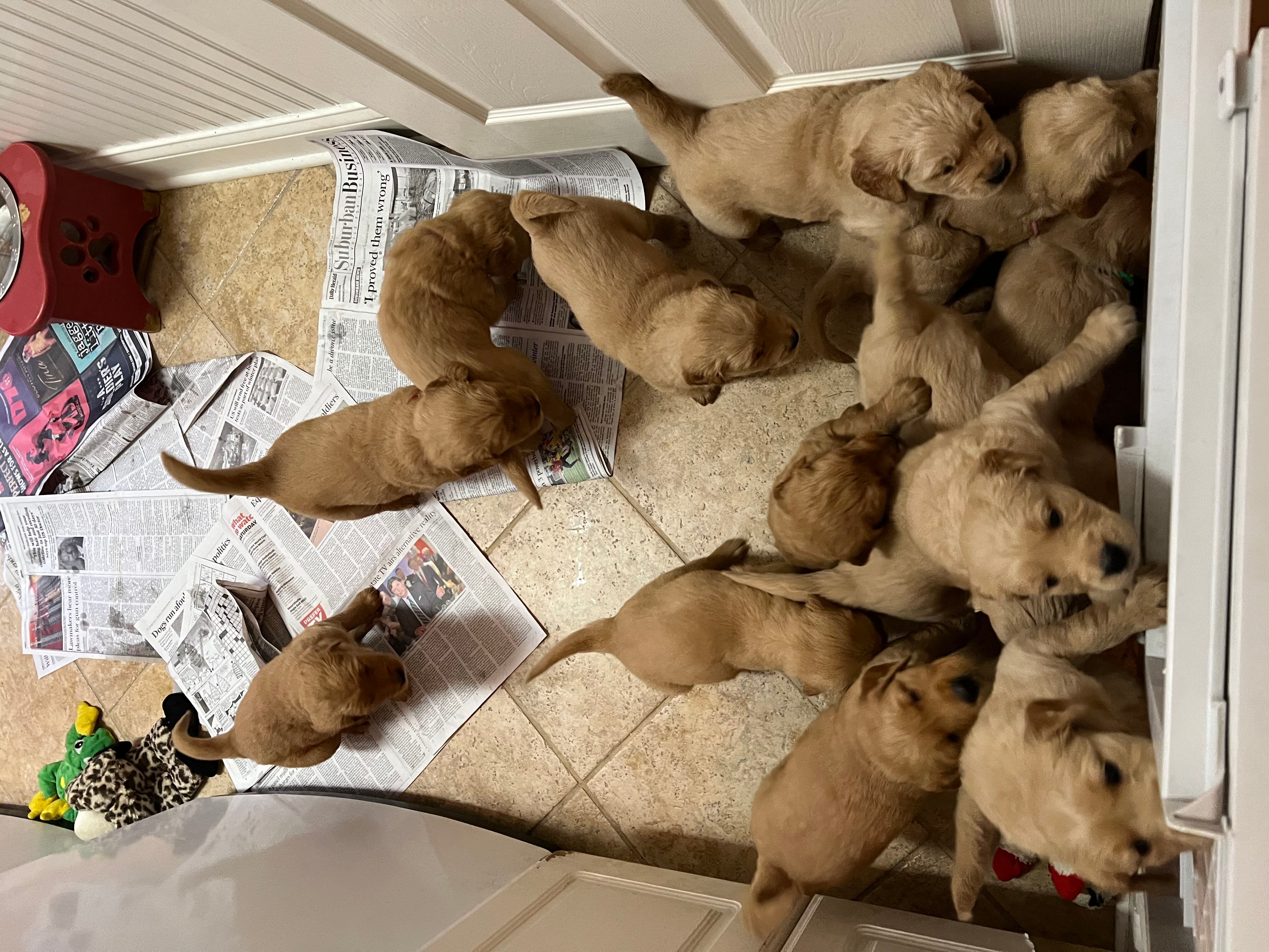 Clark County Humane Society finds forever homes for new Golden Retriever  puppies