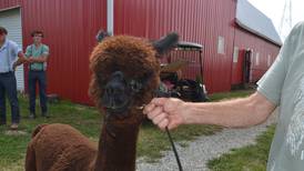 Morrison alpaca farm open to visitors during National Alpaca Farm Days