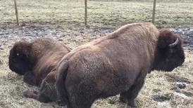 Buffalo Rock’s bison may soon get friend from Midewin herd