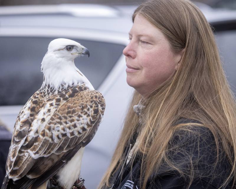 Falconer Heather Nelson handles Oz, a Krider's Red-Tailed Hawk at the Illinois Waterway Visitors Center during eagle watch weekend on January 28, 2024