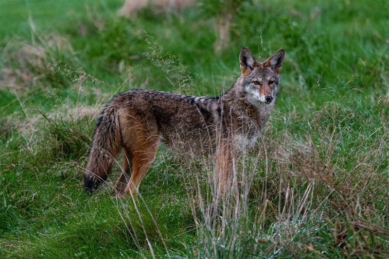 House Bill 2900, which would ban contests that reward the killing of “fur-bearing mammals,” is unlikely to move before lawmakers adjourn this month, according to its Senate sponsor. Much of the debate on the measure in the House centered on coyote hunting contests.
