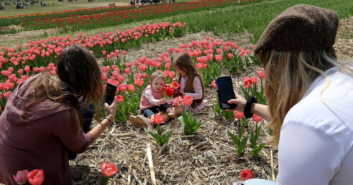 Photos Tulip Festival at Richardson Adventure Farm in Spring Grove