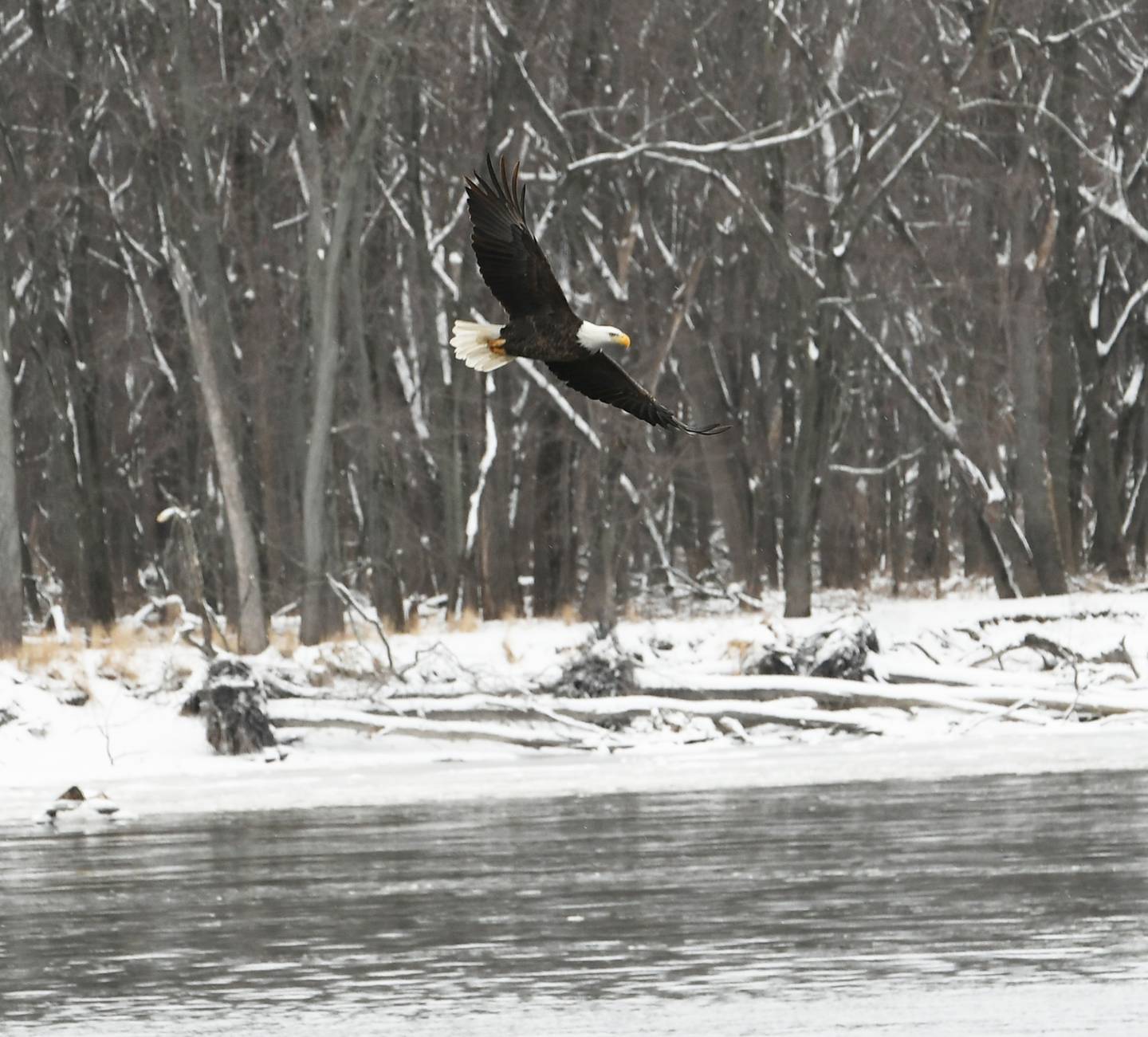 A bald eagle flies above the Mississippi River below Lock & Dam 13 between Thomson and Fulton in January 2023. Numerous bald eagles can be seen along that area as the birds forage for fish in the open water below the dam.