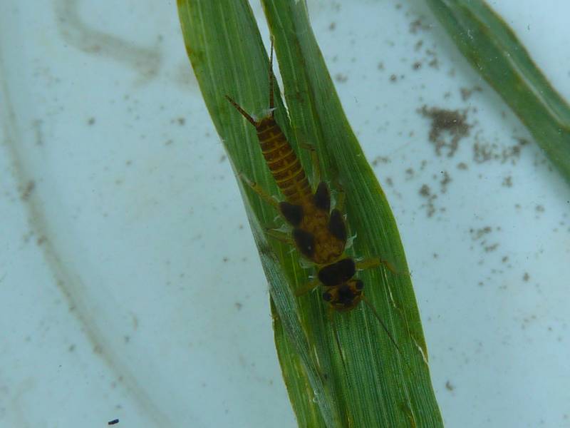 Stoneflies, even the common species, are increasingly hard to find these days. This stonefly nymph was found in Ferson Creek at LeRoy Oakes Forest Preserve in St. Charles.