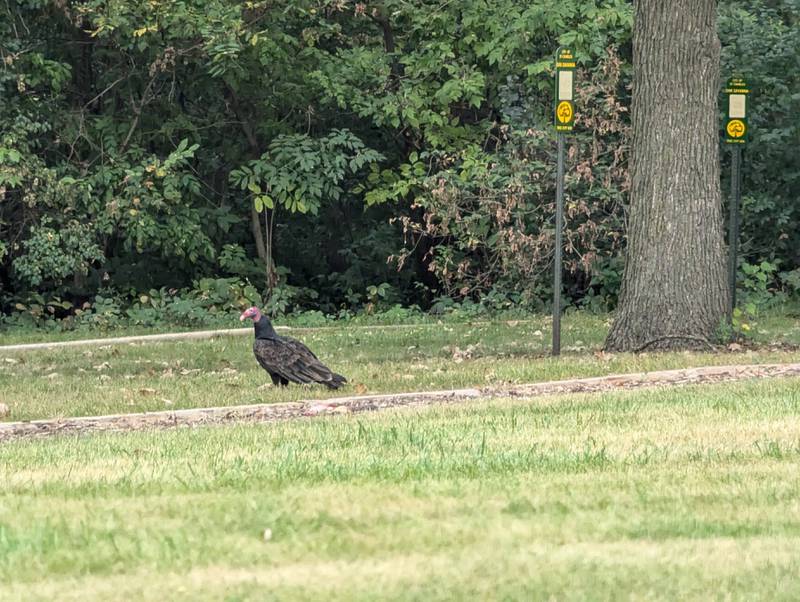 A turkey vulture, or TV, warily guards its dinner. The bird’s nearly naked head is an adaptation to its diet, which is nearly 100% carrion.