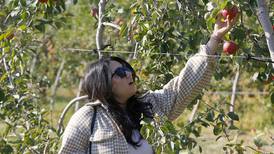 Photos: Apple picking at Royal Oak Farm Apple Orchard