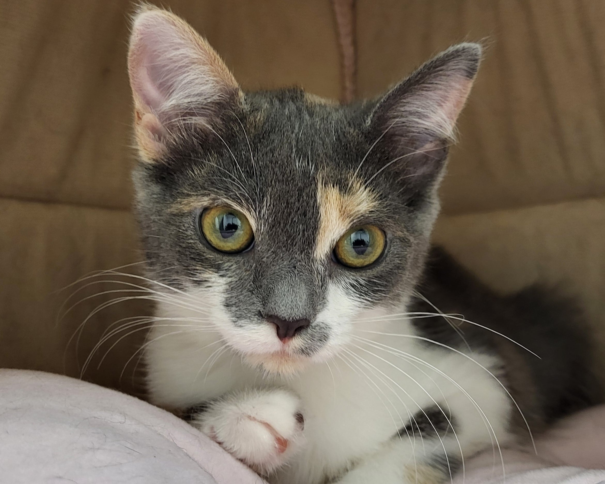 Cuddly kitten seeks loving home, perhaps with sister