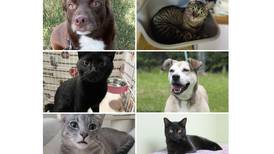 Will County Pets of the Week: July 15, 2024