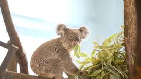 Photos: Koalas make first appearance at Brookfield Zoo