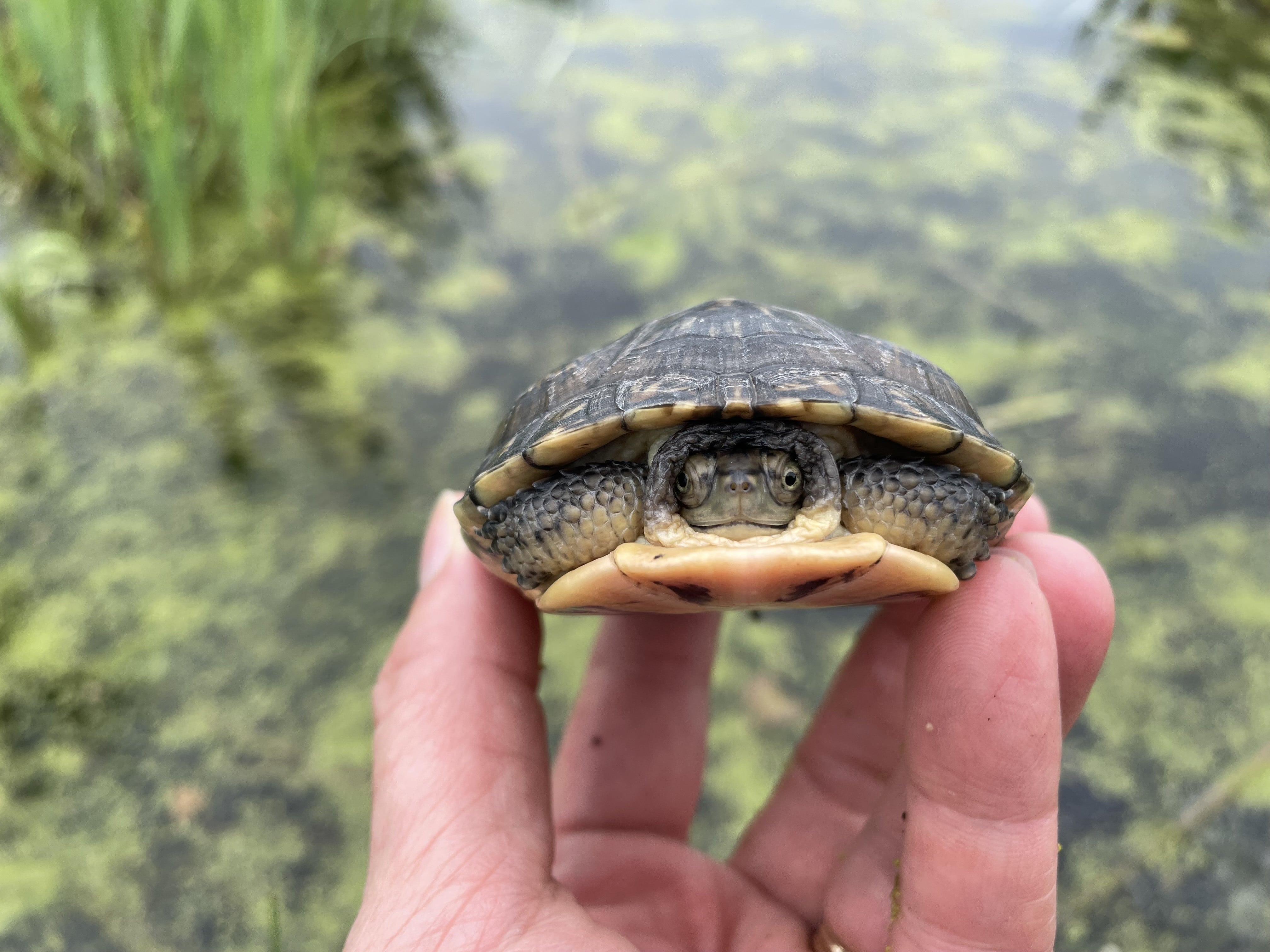 Giving endangered turtles a head start: News from McHenry County Conservation District