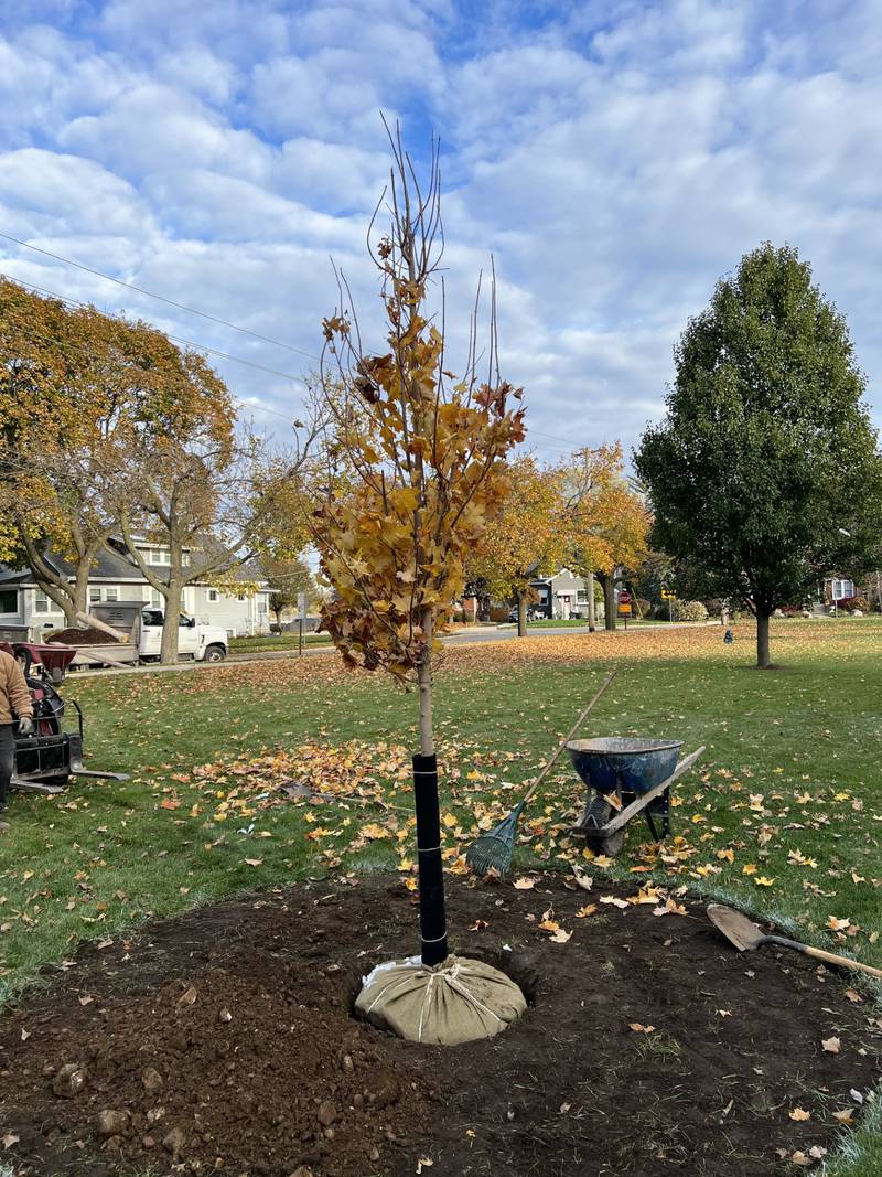 The Crystal Lake Central High School Class of 1973 50th Class Reunion Committee donated and planted a sugar maple tree for the school campus on at 8 a.m. on Thursday, Nov. 2, 2023