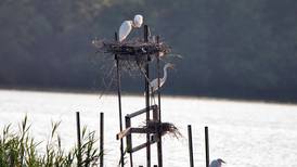 Lake Renwick in Plainfield hosts waterfowl hike 