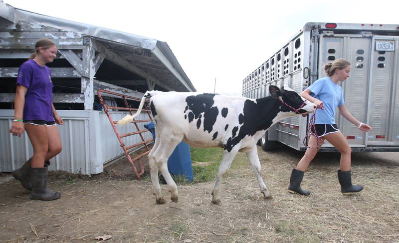 Parker Twait and Keria McNelis of Serena, walk their dairy calf to the wash area during the La Salle County 4-H Fair on Thursday, July 11, 2024 in Ottawa.
