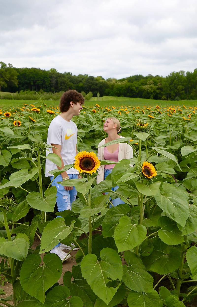 Victor Zendeja and Addie Roeder of Aurora chat in the sunflower field at Kuipers Family Farm in Maple Park on Saturday, Aug. 26, 2023