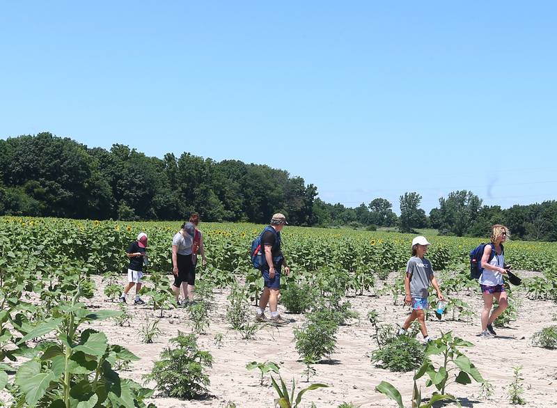 A family visits the sunflower field on Tuesday, July 12, 2022 at Matthiessen State Park near Oglesby.