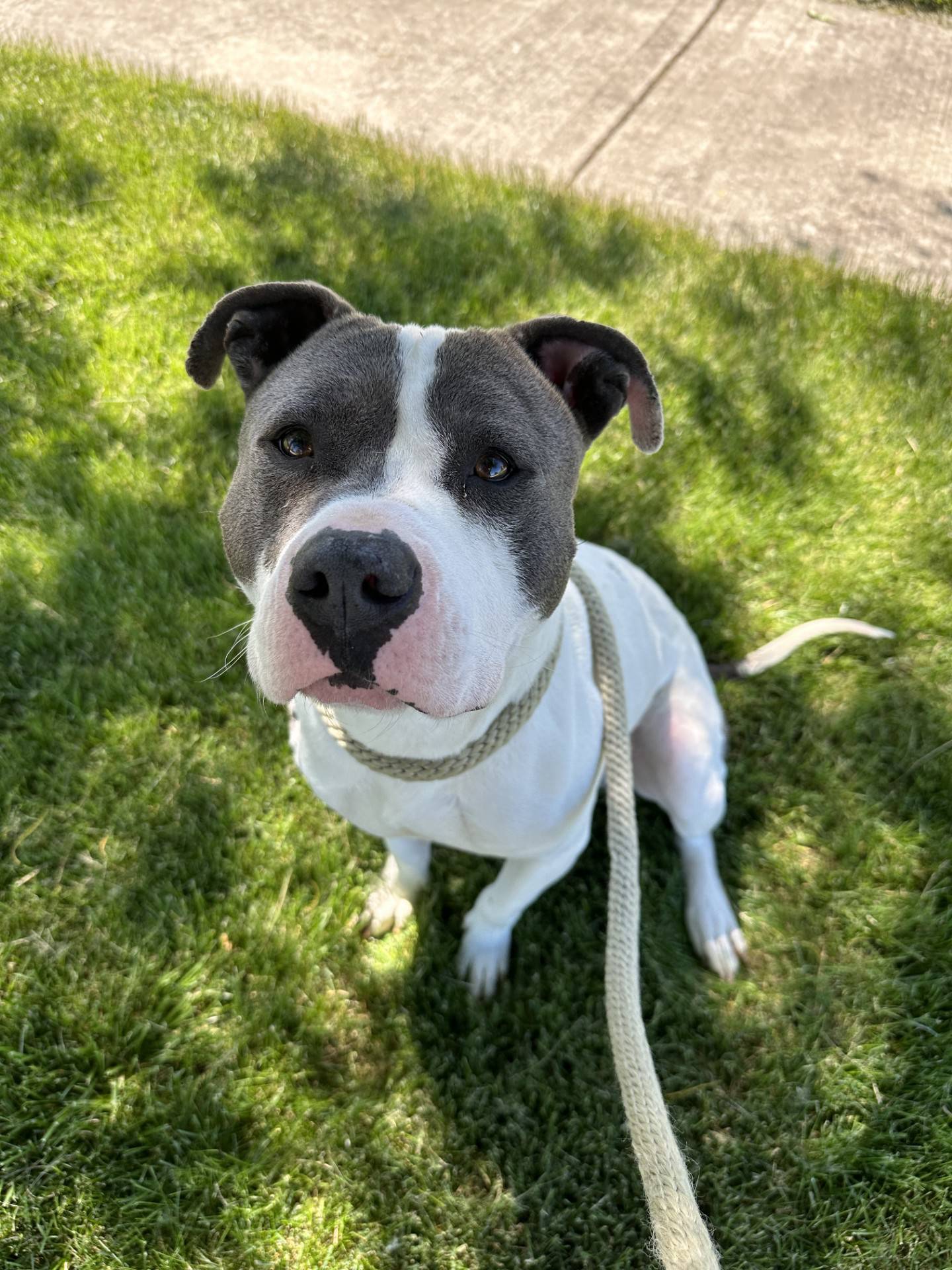 Kirby is a sweet, loving, 1-year-old terrier that loves everyone he meets. Kirby is house-trained and crate trained. He likes children and would do well with another dog if given a slow introduction. He needs a home without cats. Kirby has a chronic limp; however, X-rays did not show any abnormalities. It may be a birth defect. He is happy and not in pain. To meet Kirby, email Dogadoption@nawsus.org. Visit nawsus.org.