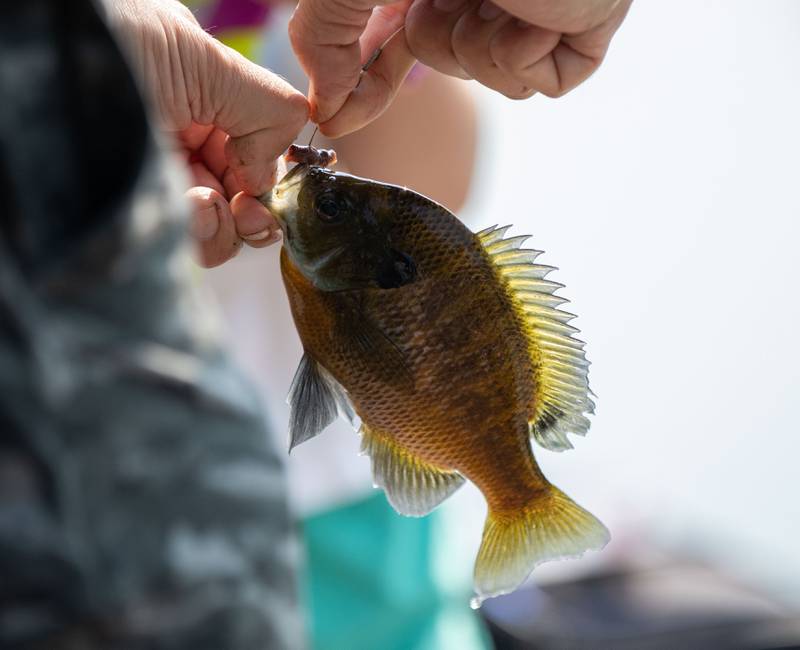 Evie Condron, 6, caught a 7.5 inch during the Glen Ellyn Park District's Gone Fishin' Derby at the Lake Ellyn Boathouse in Glen Ellyn on Saturday, June 18, 2023. Condron won biggest fish caught for the 3-6 age group.