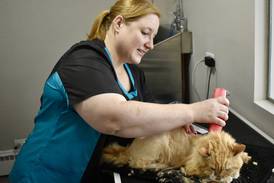 A feline first. Happy Cat Grooming opens doors in Westmont 