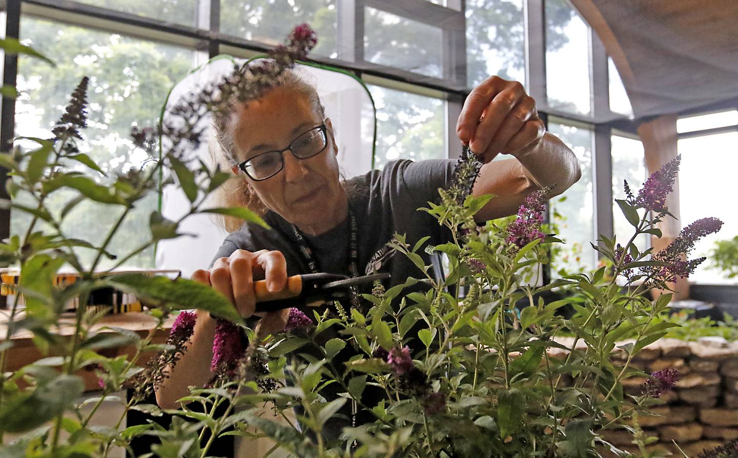 Christina Rank tends to plants in the butterfly exhibit on Wednesday, May 29, 2024, at the Crystal Lake Nature Center. The center which has been closed since December to construct new exhibits will be opening on June 1.