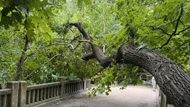 Starved Rock, Matthiessen visitors asked to report downed trees