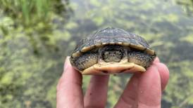 Giving endangered turtles a head start: News from McHenry County Conservation District