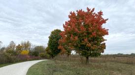 Why the DuPage forest preserve board may ask voters for tax increase