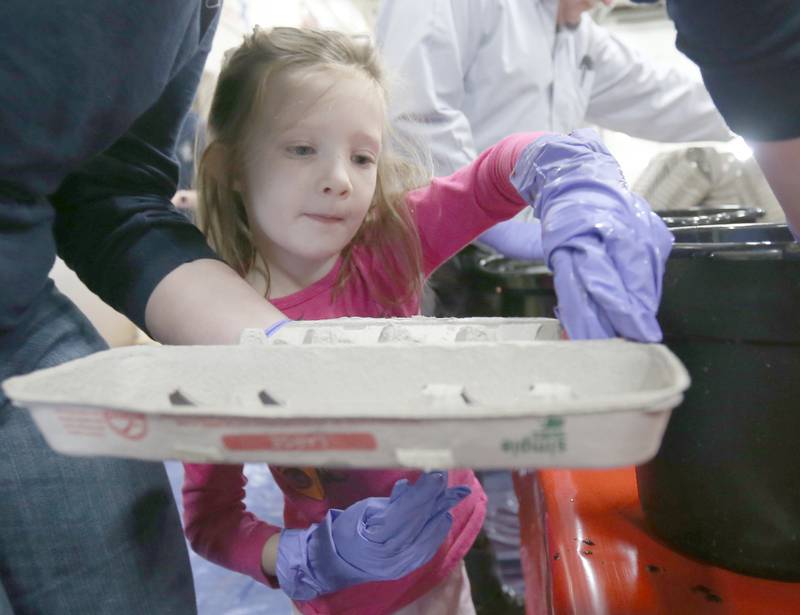 Adalyn Partain helps dye hard boiled Easter eggs on Friday, March 29, 2024, at the Utica Fire Station for the department's annual Easter Egg Hunt. The hunt takes place 11 a.m. Saturday, March 29, in Carey Memorial Park in Utica. The Utica Fire Department has been featuring hard boiled eggs for its hunts since the 1970s.