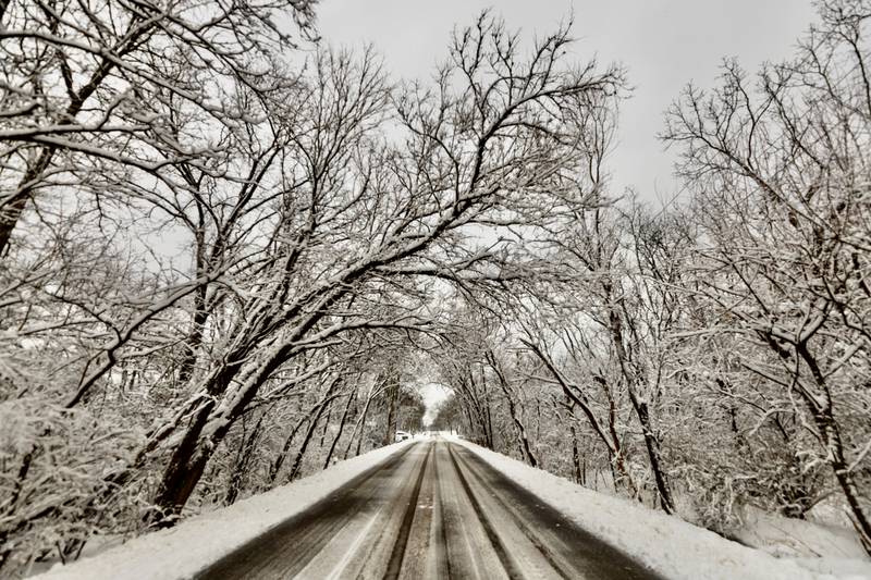 Snow covered trees line Lawrence Ave. in Lockport on the morning of Friday, Jan. 12, 2024.