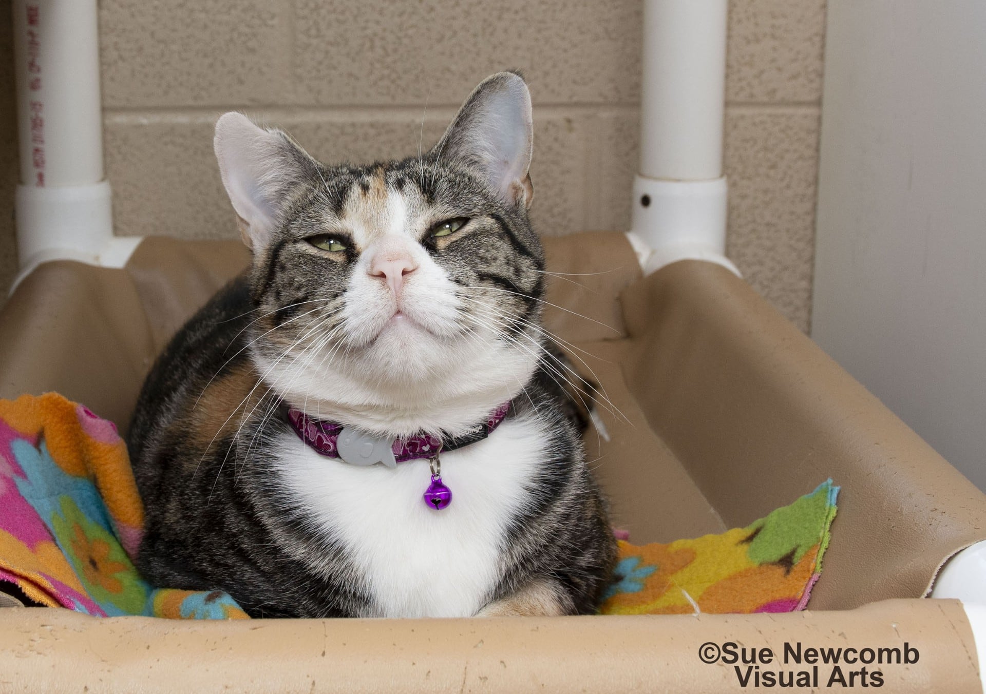 Sesame is a domestic mixed shorthair who enjoys romping, playing with toys and naps. She can be spicy at times and will let people know when she doesn’t want pets. Contact the Will County Humane Society at willcountyhumane.com and follow the instructions for the adoption process.