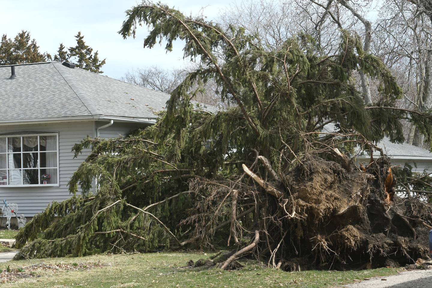 A large tree on S. Seventh Street in Oregon was uprooted following the March 31 storm that raced across the region.