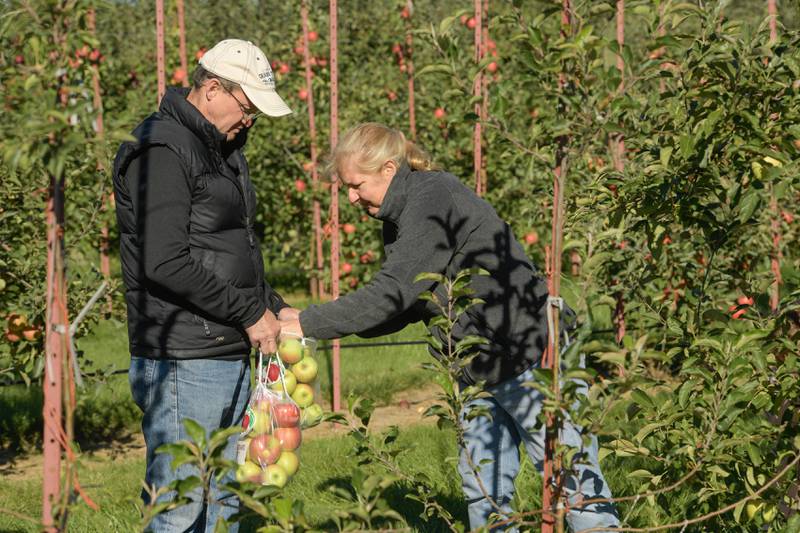 Mark and Lisa Lockett of Downers Grove fill some bags with apples at the Jonamac Orchard in Malta on Wednesday, Sept. 28, 2022.