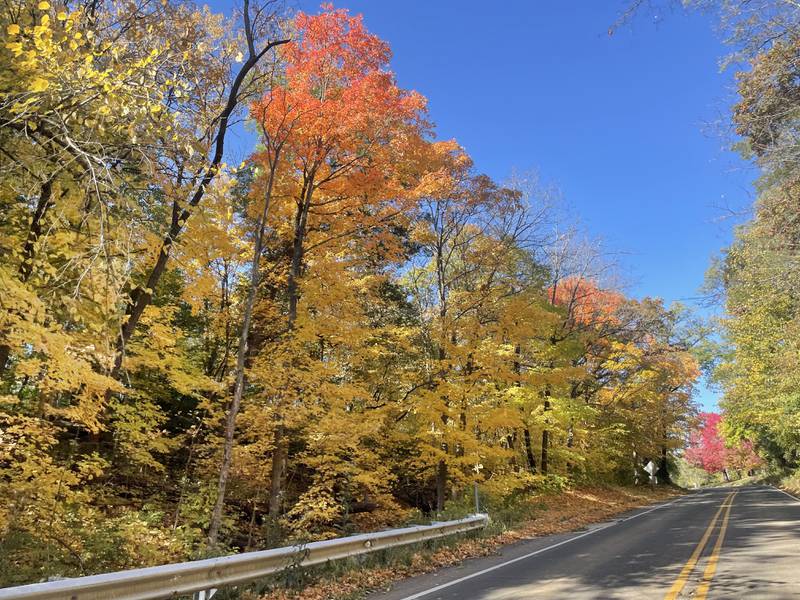 Fall colors are in full swing on Illinois Route 71 at Starved Rock State Park on Wednesday, Oct. 19, 2022 in Utica.