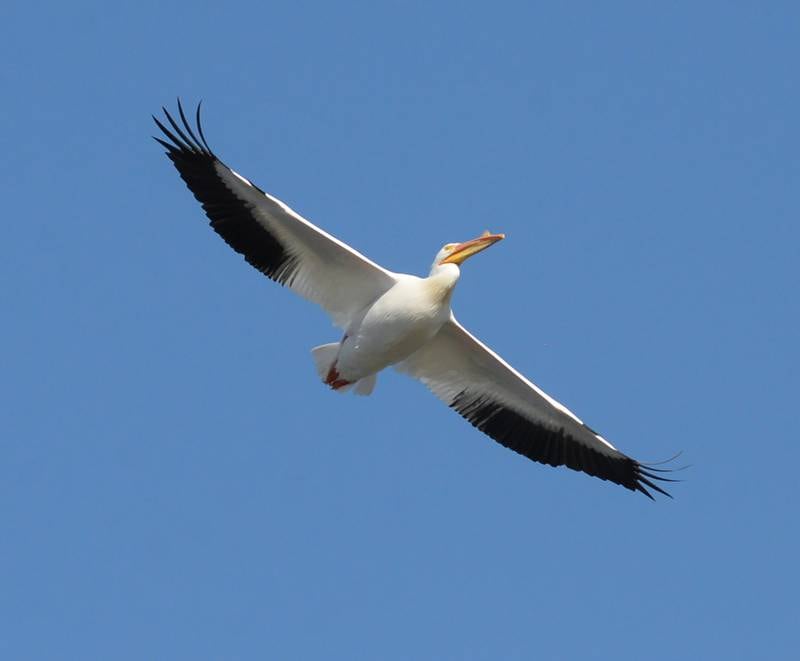 A white pelican flies above the Mississippi River along the access road to Lock & Dam 13 north of Fulton on Saturday, April 6, 2024. The area is a prime spot to see migratory water birds.