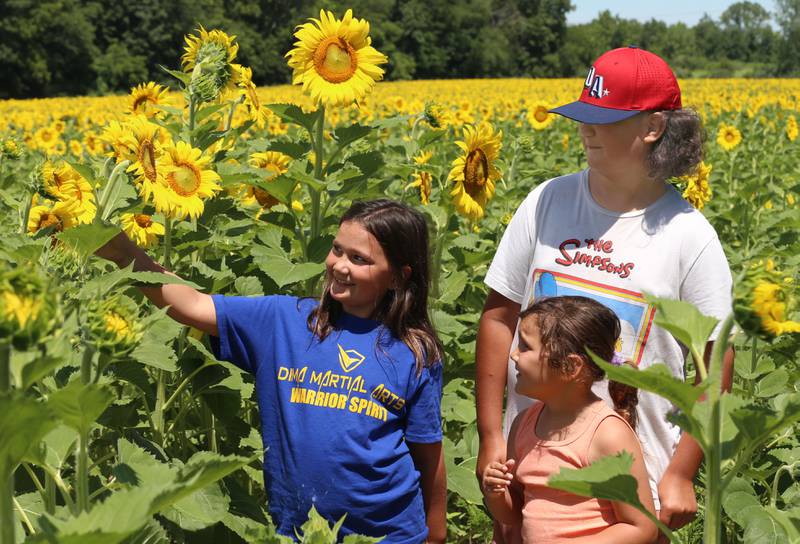Henleigh, Annett andRooney Leal touch sunflowers on Monday, July 1, 2024  at Matthiessen State Park. This year the field is located on the north side of the model airplane field. Park staff asks visitors to be respectful of the flowers and to not remove them. Removing flowers is subject to a $195 fine.