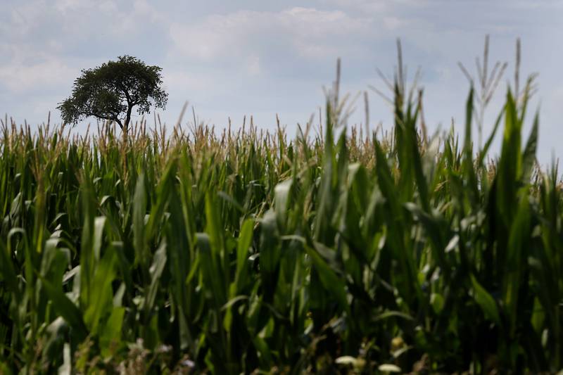 A lone tree towers above a corn field along Illinois Route 173 west of Richmond on July 25, 2024.