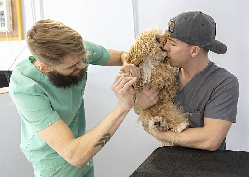 Leo playfully nips at Sloan Coss’ nose while being groomed by Chris Riffle Tuesday, Jan. 16, 2024 at The Pup House in Dixon.