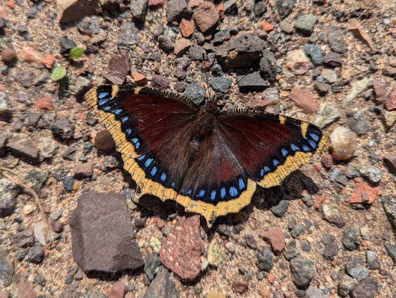 The mourning cloak butterfly’s common name refers to its dark coloration, but provides few clues to its unique survival strategy.