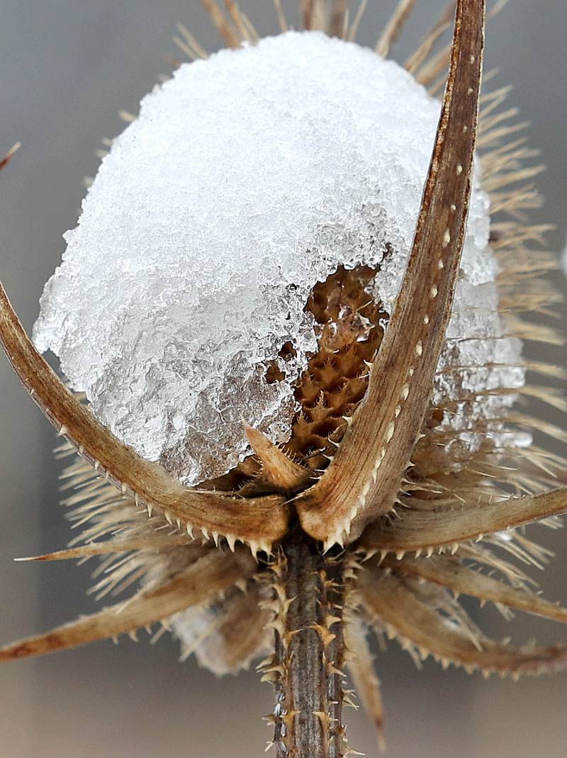 Snow covers thistles Friday, March 10, 2023, at Shabbona Lake State Park in Shabbona. Snow over night in DeKalb County resulted in a dusting to four inches depending on where you were at.