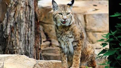 Koalas, camels – visitors name best zoos in Illinois