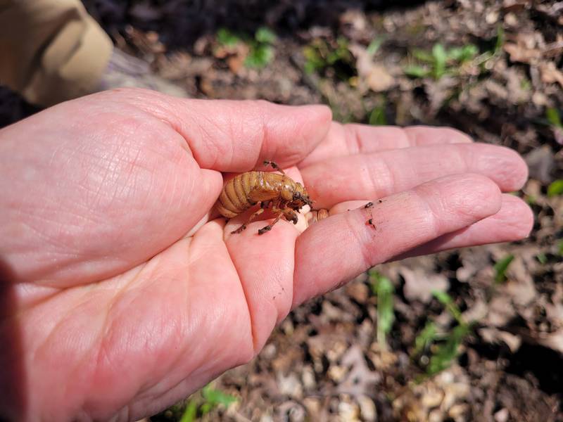 A McHenry County Conservation District staffer blowing leaves last week found this 17-year cicada nymph emerging from the ground the week of April 22, 2024.