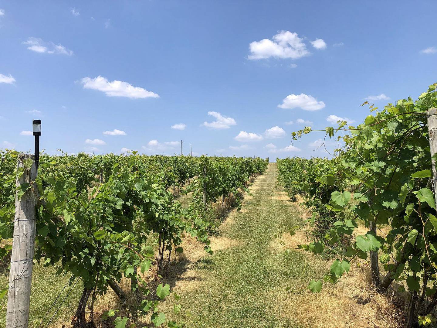 Mackinaw Valley Vineyard features about 15 acres of grapes, with about 20 varieties, first planted by the late Paul Hahn nearly 25 years ago.