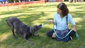 A party for the pups on Saturday in Downers Grove