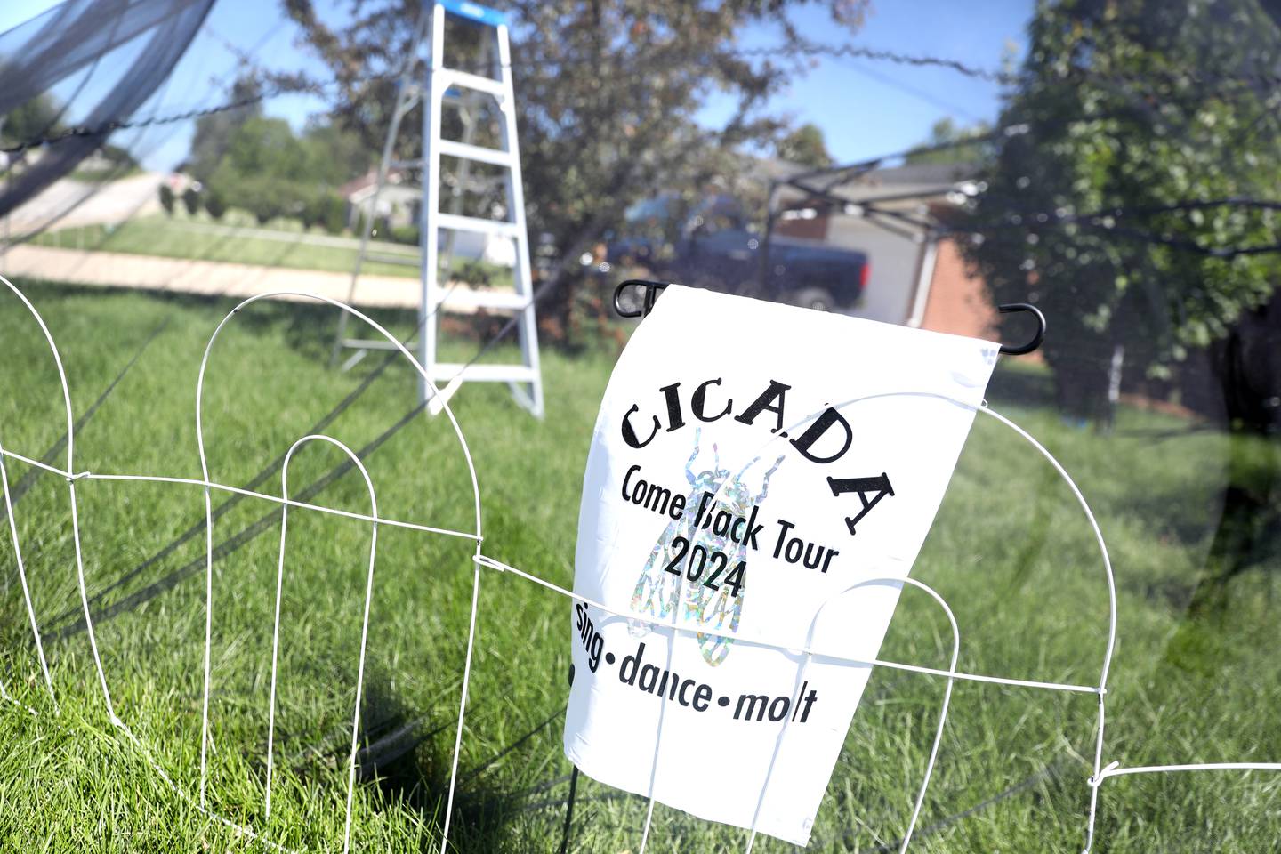 Seventeen years ago, North Aurora resident Bettina Sailer felt cheated when her yard did not buzz with the sound of 17-year cicadas. She went to other areas of the state where cicadas were plentiful and brought them back to her yard. With her yard facing a similar lack of cicadas this year, she has been doing the same thing and now has more than 6,000 cicadas in her yard.