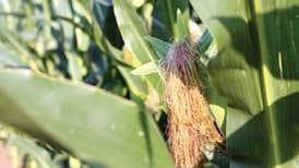 La Salle County crop and rainfall report: Corn setting silks, tassels