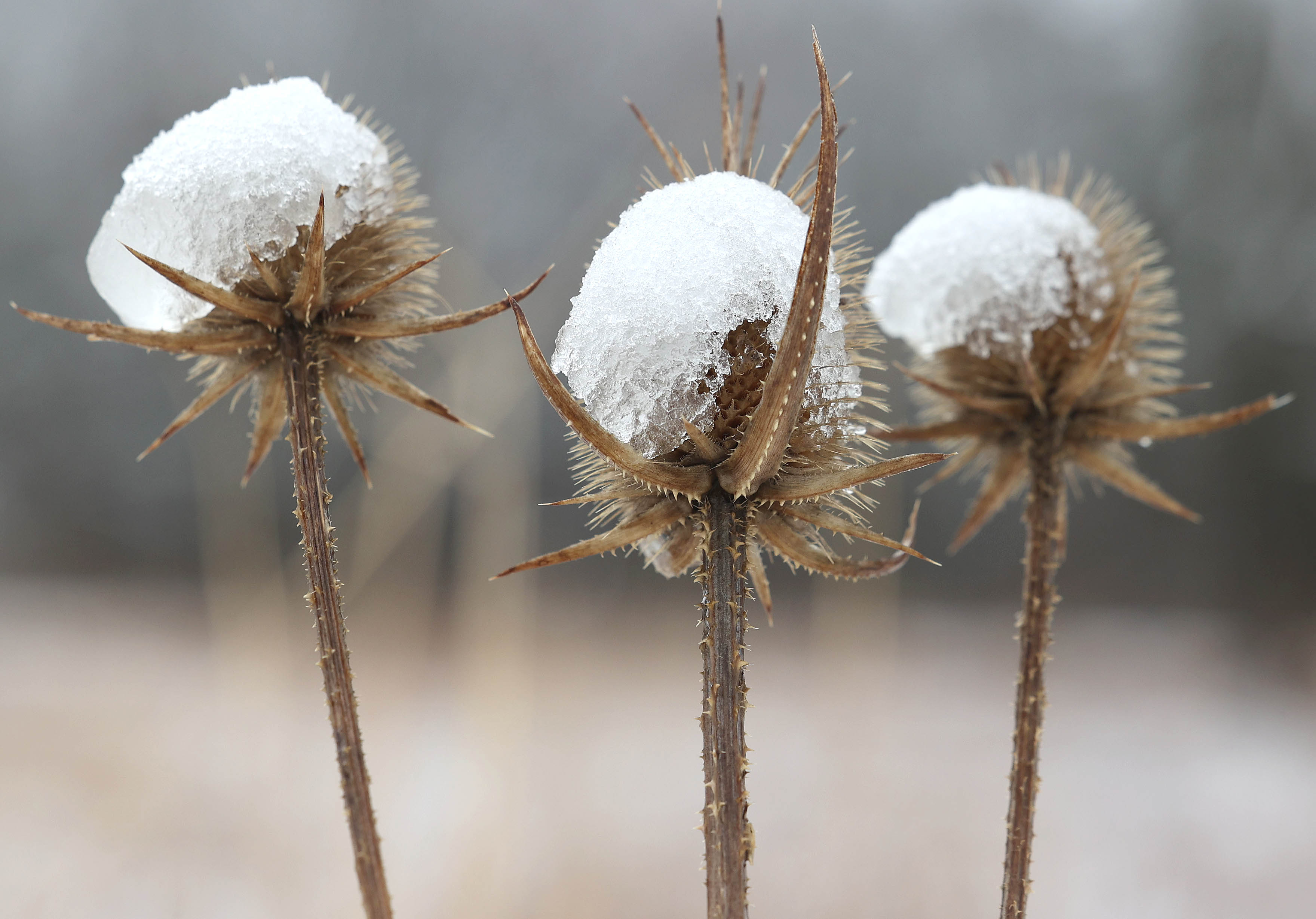 Photos: Late season snow blankets Shabbona Lake State Park in DeKalb County