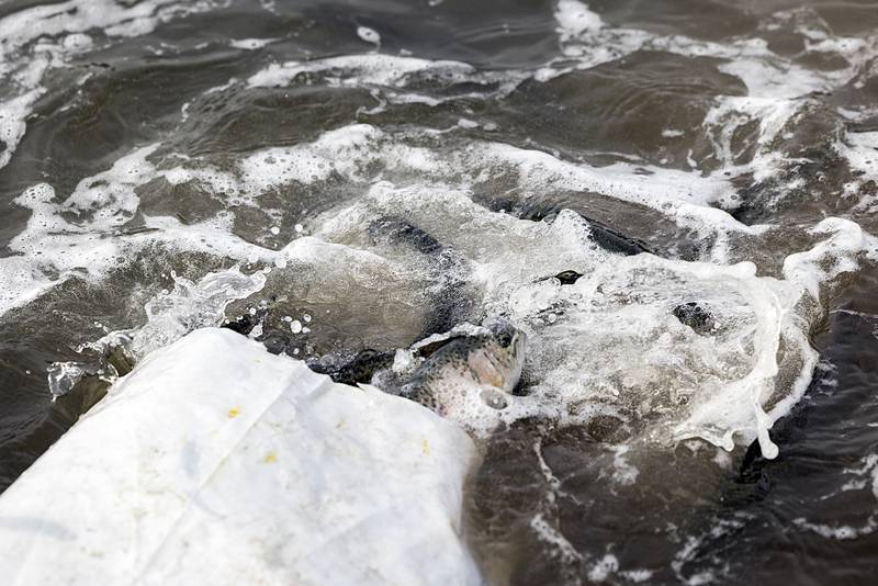 Weighing about a pound each, 1,940 pounds of trout are being stocked in the Centennial Park pond in Rock Falls on Tuesday, March 21, 2023.