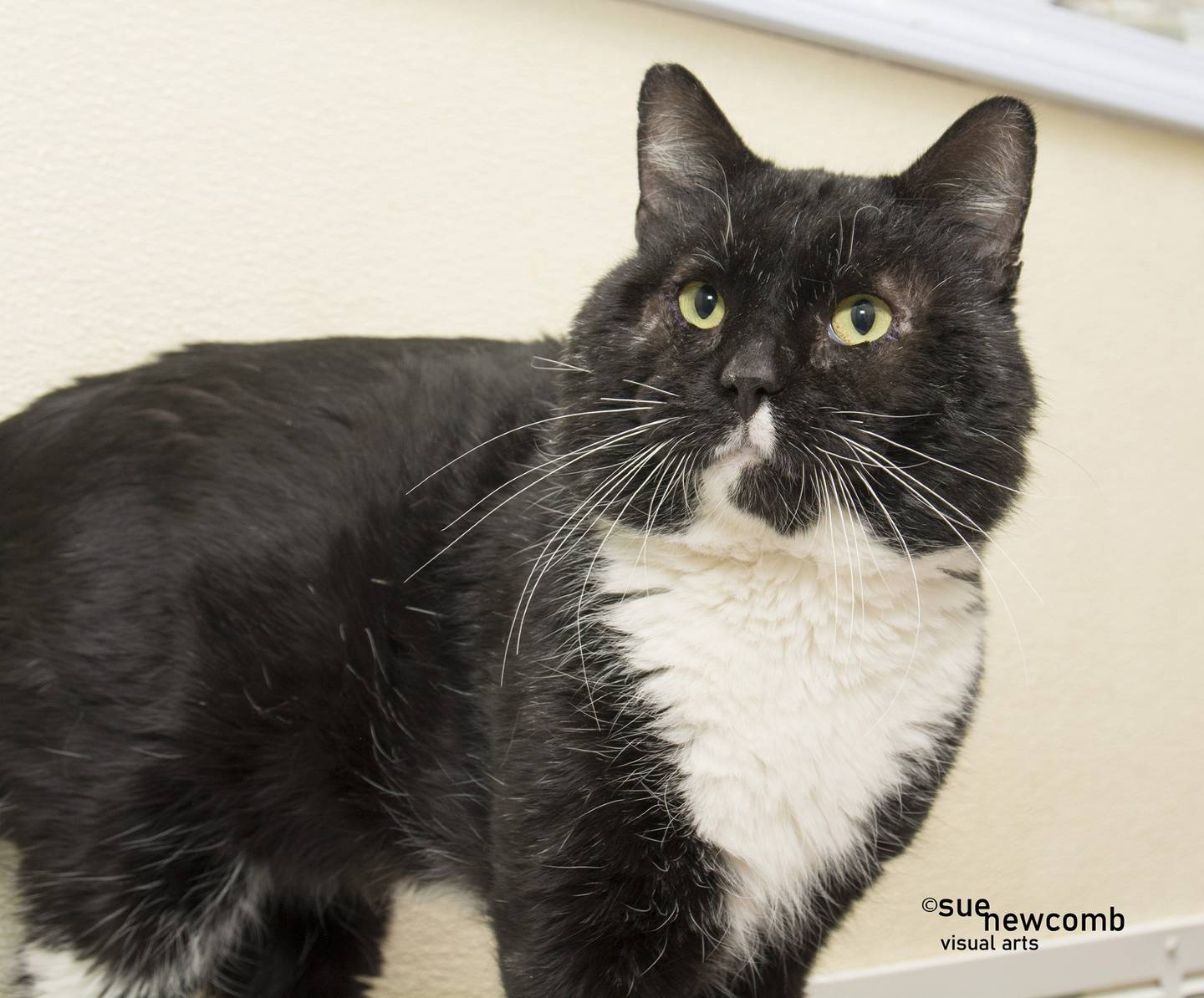 Fozzie Bear is a 7-year-old FIV-positive domestic shorthair that is super chill and loves to lounge. He needs a home without other cats and dogs. Contact the Will County Humane Society at willcountyhumane.com and follow the instructions for the adoption process.